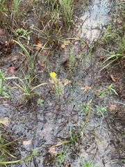 Croptilon divaricatum