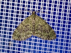 Acasis viretata