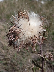 Cirsium decussatum