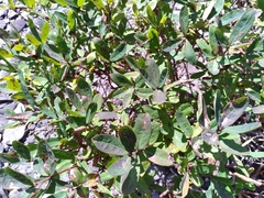 Lonicera villosa