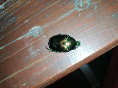 Protaetia speciosissima