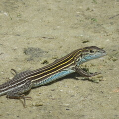Aspidoscelis sexlineatus