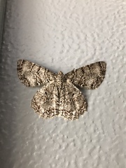 Epimecis