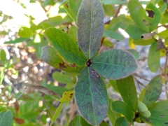 Lonicera villosa