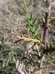Cirsium decussatum