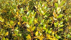 Salix phylicifolia
