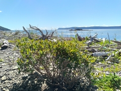 Lonicera villosa
