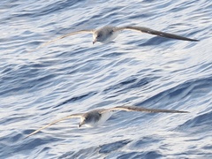 Calonectris diomedea
