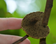 Phylloporia amplectens