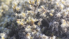 Racomitrium lanuginosum