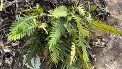 Pleopeltis tweedieana