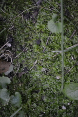 Plagiomnium cuspidatum