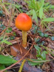 Amanita jacksonii