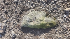 Racomitrium lanuginosum