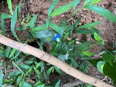 Commelina