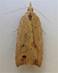 Planotortrix notophaea