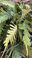 Pleopeltis tweedieana