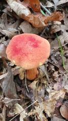 Boletus miniato-olivaceus