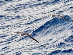 Calonectris diomedea