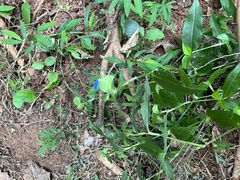 Commelina