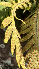 Pleopeltis tweedieana