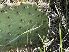 Opuntia macrorhiza