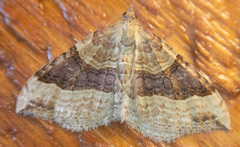 Xanthorhoe
