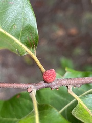 Kokkocynips imbricariae