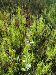 Penstemon grandiflorus