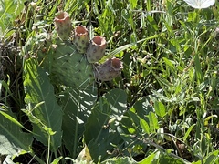 Opuntia macrorhiza