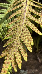 Pleopeltis tweedieana