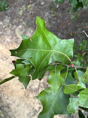 Kokkocynips imbricariae