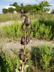 Penstemon grandiflorus