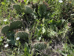 Opuntia macrorhiza