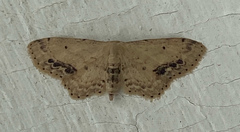 Idaea dimidiata