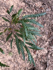Comptonia peregrina