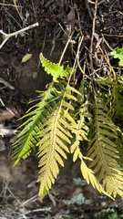 Pleopeltis tweedieana