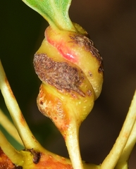 Pemphigus spyrothecae