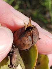 Penstemon grandiflorus