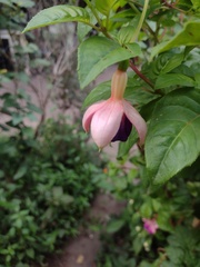Fuchsia × hybrida