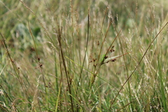 Conocephalus fasciatus