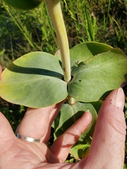 Penstemon grandiflorus