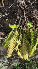 Pleopeltis tweedieana