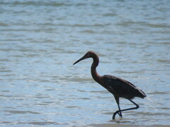 Egretta rufescens