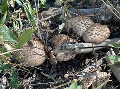 Chlorophyllum brunneum