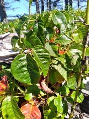 Toxicodendron rydbergii