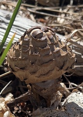 Chlorophyllum brunneum