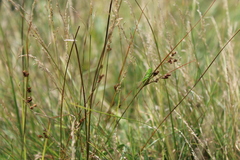 Conocephalus fasciatus