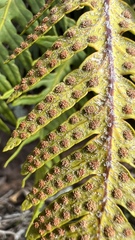 Pleopeltis tweedieana