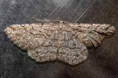 Zermizinga indocilisaria